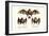 Long-Nosed Bat, 1824-Karl Joseph Brodtmann-Framed Giclee Print