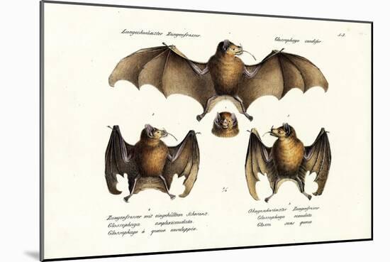 Long-Nosed Bat, 1824-Karl Joseph Brodtmann-Mounted Giclee Print