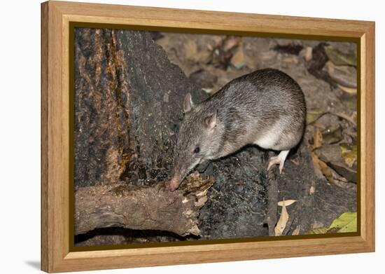 Long-Nosed Potaroo (Potorous Tridactylus) a Small Rodent Like Marsupial-Louise Murray-Framed Premier Image Canvas