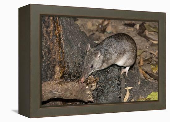 Long-Nosed Potaroo (Potorous Tridactylus) a Small Rodent Like Marsupial-Louise Murray-Framed Premier Image Canvas