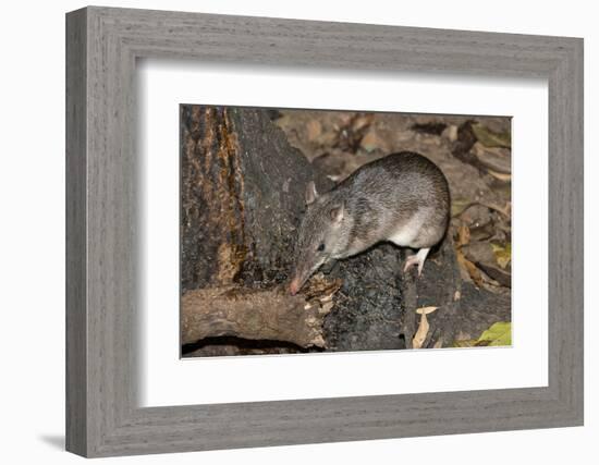 Long-Nosed Potaroo (Potorous Tridactylus) a Small Rodent Like Marsupial-Louise Murray-Framed Photographic Print