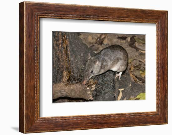 Long-Nosed Potaroo (Potorous Tridactylus) a Small Rodent Like Marsupial-Louise Murray-Framed Photographic Print