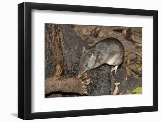 Long-Nosed Potaroo (Potorous Tridactylus) a Small Rodent Like Marsupial-Louise Murray-Framed Photographic Print