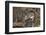 Long-Nosed Potaroo (Potorous Tridactylus) a Small Rodent Like Marsupial-Louise Murray-Framed Photographic Print