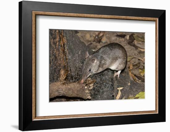 Long-Nosed Potaroo (Potorous Tridactylus) a Small Rodent Like Marsupial-Louise Murray-Framed Photographic Print