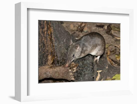 Long-Nosed Potaroo (Potorous Tridactylus) a Small Rodent Like Marsupial-Louise Murray-Framed Photographic Print