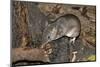 Long-Nosed Potaroo (Potorous Tridactylus) a Small Rodent Like Marsupial-Louise Murray-Mounted Photographic Print