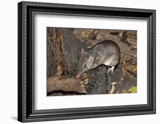 Long-Nosed Potaroo (Potorous Tridactylus) a Small Rodent Like Marsupial-Louise Murray-Framed Photographic Print