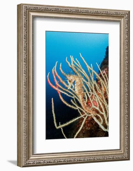 Long-snouted seahorse camouflaged on a White seafan, Italy-Franco Banfi-Framed Photographic Print