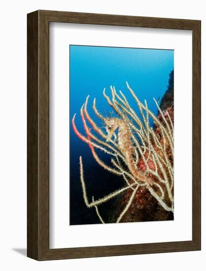 Long-snouted seahorse camouflaged on a White seafan, Italy-Franco Banfi-Framed Photographic Print