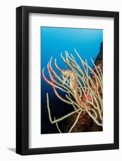 Long-snouted seahorse camouflaged on a White seafan, Italy-Franco Banfi-Framed Photographic Print