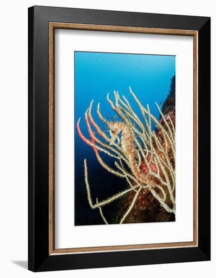 Long-snouted seahorse camouflaged on a White seafan, Italy-Franco Banfi-Framed Photographic Print