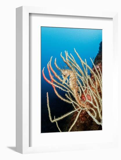 Long-snouted seahorse camouflaged on a White seafan, Italy-Franco Banfi-Framed Photographic Print