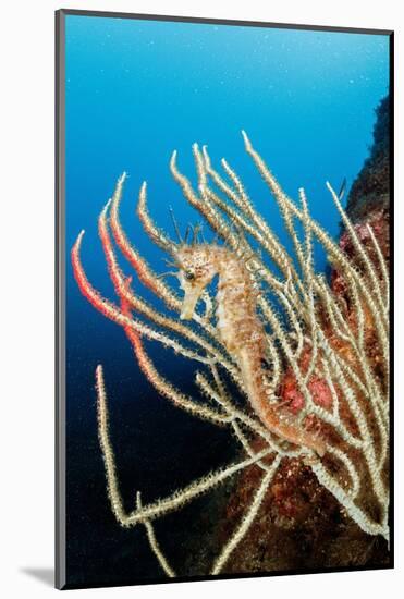 Long-snouted seahorse camouflaged on a White seafan, Italy-Franco Banfi-Mounted Photographic Print