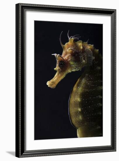 Long Snouted Seahorse (Hippocampus Guttulatus)-Nuno Sa-Framed Photographic Print