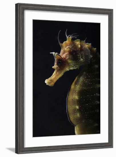 Long Snouted Seahorse (Hippocampus Guttulatus)-Nuno Sa-Framed Photographic Print