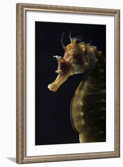 Long Snouted Seahorse (Hippocampus Guttulatus)-Nuno Sa-Framed Photographic Print