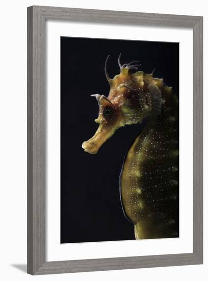 Long Snouted Seahorse (Hippocampus Guttulatus)-Nuno Sa-Framed Photographic Print