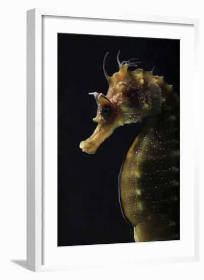 Long Snouted Seahorse (Hippocampus Guttulatus)-Nuno Sa-Framed Photographic Print