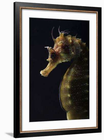 Long Snouted Seahorse (Hippocampus Guttulatus)-Nuno Sa-Framed Photographic Print