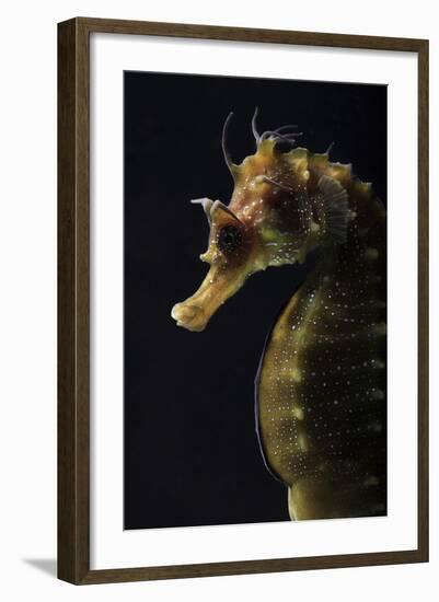 Long Snouted Seahorse (Hippocampus Guttulatus)-Nuno Sa-Framed Photographic Print