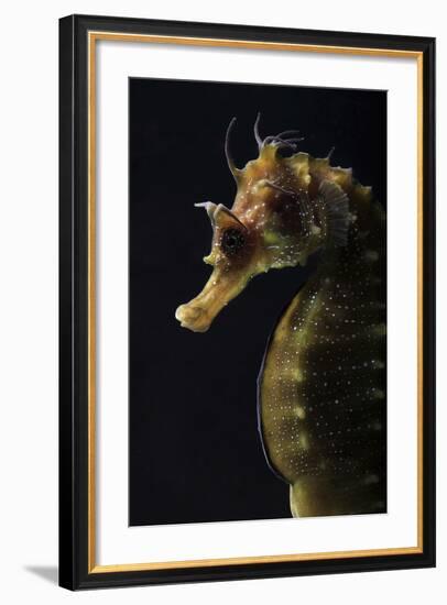 Long Snouted Seahorse (Hippocampus Guttulatus)-Nuno Sa-Framed Photographic Print