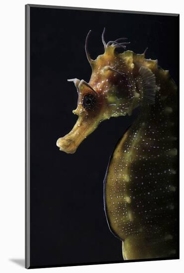 Long Snouted Seahorse (Hippocampus Guttulatus)-Nuno Sa-Mounted Photographic Print