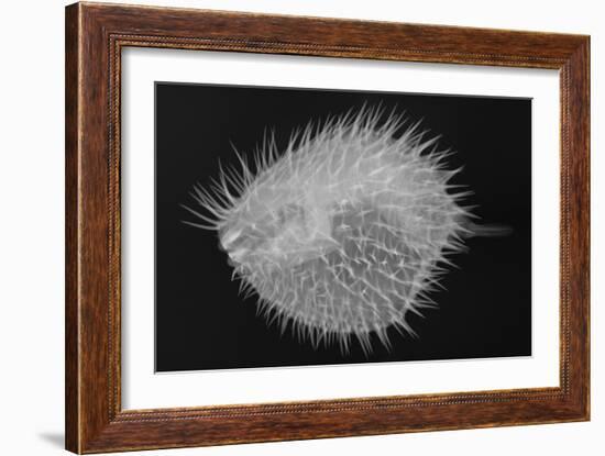 Long-Spine Porcupinefish-Sandra J. Raredon-Framed Premium Giclee Print