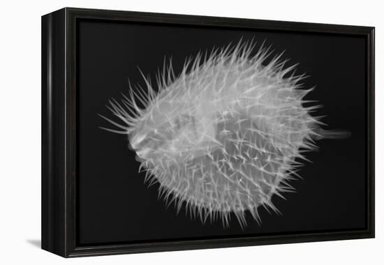 Long-Spine Porcupinefish-Sandra J. Raredon-Framed Stretched Canvas