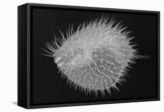 Long-Spine Porcupinefish-Sandra J. Raredon-Framed Stretched Canvas