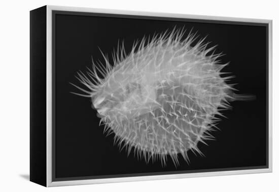 Long-Spine Porcupinefish-Sandra J. Raredon-Framed Stretched Canvas