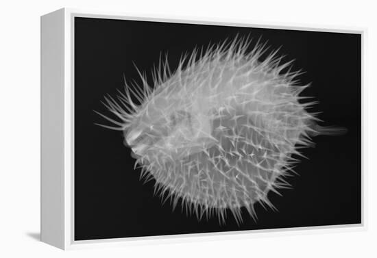 Long-Spine Porcupinefish-Sandra J. Raredon-Framed Stretched Canvas