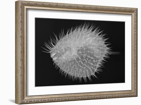 Long-Spine Porcupinefish-Sandra J. Raredon-Framed Art Print