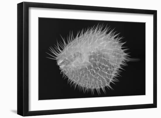 Long-Spine Porcupinefish-Sandra J. Raredon-Framed Art Print