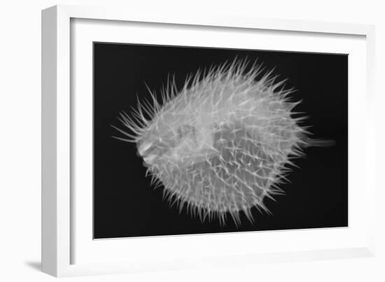 Long-Spine Porcupinefish-Sandra J. Raredon-Framed Art Print