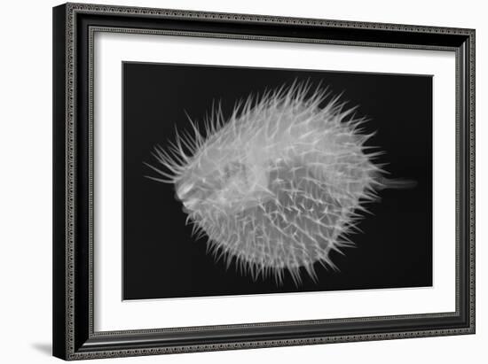 Long-Spine Porcupinefish-Sandra J. Raredon-Framed Art Print