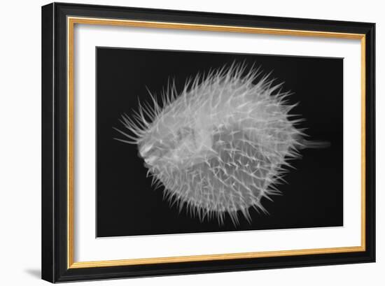 Long-Spine Porcupinefish-Sandra J. Raredon-Framed Art Print