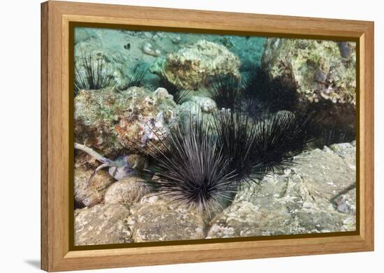 Long-Spined Sea Urchins (Diadema Antillarum)-Reinhard Dirscherl-Framed Premier Image Canvas