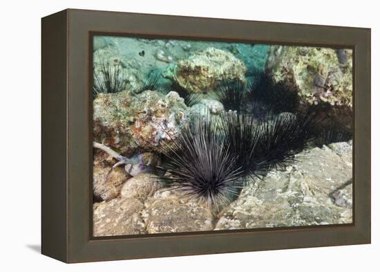 Long-Spined Sea Urchins (Diadema Antillarum)-Reinhard Dirscherl-Framed Premier Image Canvas