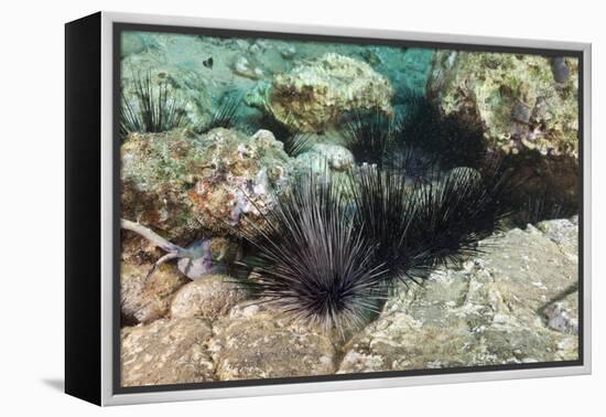 Long-Spined Sea Urchins (Diadema Antillarum)-Reinhard Dirscherl-Framed Premier Image Canvas