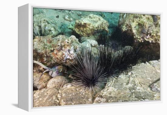 Long-Spined Sea Urchins (Diadema Antillarum)-Reinhard Dirscherl-Framed Premier Image Canvas