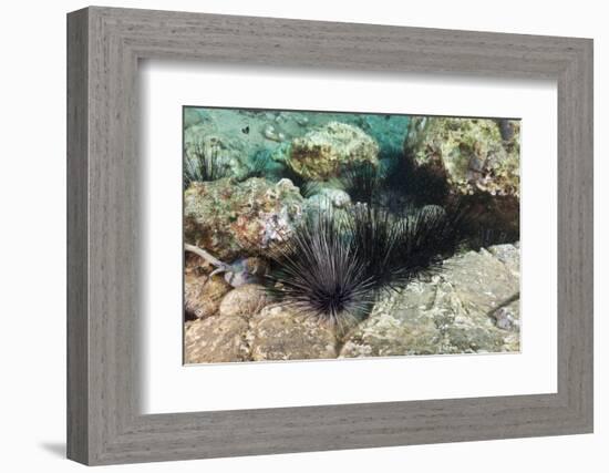 Long-Spined Sea Urchins (Diadema Antillarum)-Reinhard Dirscherl-Framed Photographic Print