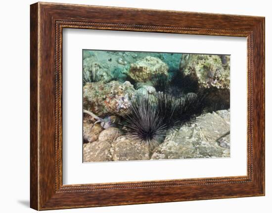 Long-Spined Sea Urchins (Diadema Antillarum)-Reinhard Dirscherl-Framed Photographic Print