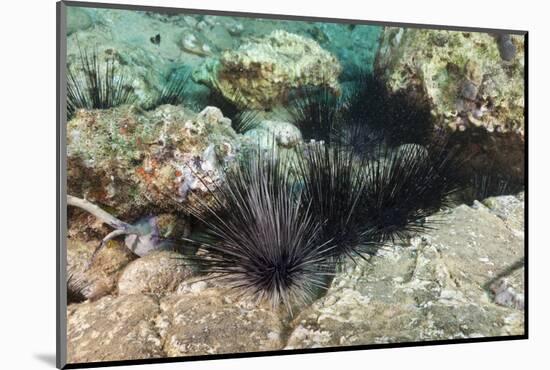 Long-Spined Sea Urchins (Diadema Antillarum)-Reinhard Dirscherl-Mounted Photographic Print