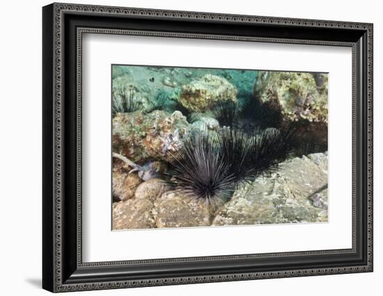 Long-Spined Sea Urchins (Diadema Antillarum)-Reinhard Dirscherl-Framed Photographic Print