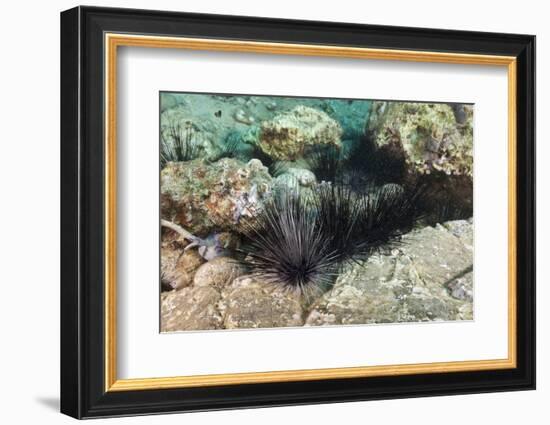 Long-Spined Sea Urchins (Diadema Antillarum)-Reinhard Dirscherl-Framed Photographic Print