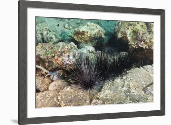 Long-Spined Sea Urchins (Diadema Antillarum)-Reinhard Dirscherl-Framed Photographic Print