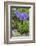 Long-Spurred Violet (Viola Calcarata) in Flower, Val Veny, Italian Alps, Italy, June-Philippe Clement-Framed Photographic Print