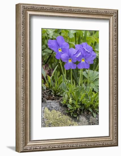 Long-Spurred Violet (Viola Calcarata) in Flower, Val Veny, Italian Alps, Italy, June-Philippe Clement-Framed Photographic Print