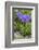 Long-Spurred Violet (Viola Calcarata) in Flower, Val Veny, Italian Alps, Italy, June-Philippe Clement-Framed Photographic Print